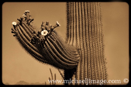 "saguaro blooms"
saguaro national park - west, az.
